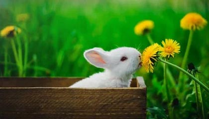 林芝伴游，定制QQ：3494206190微信：act1322